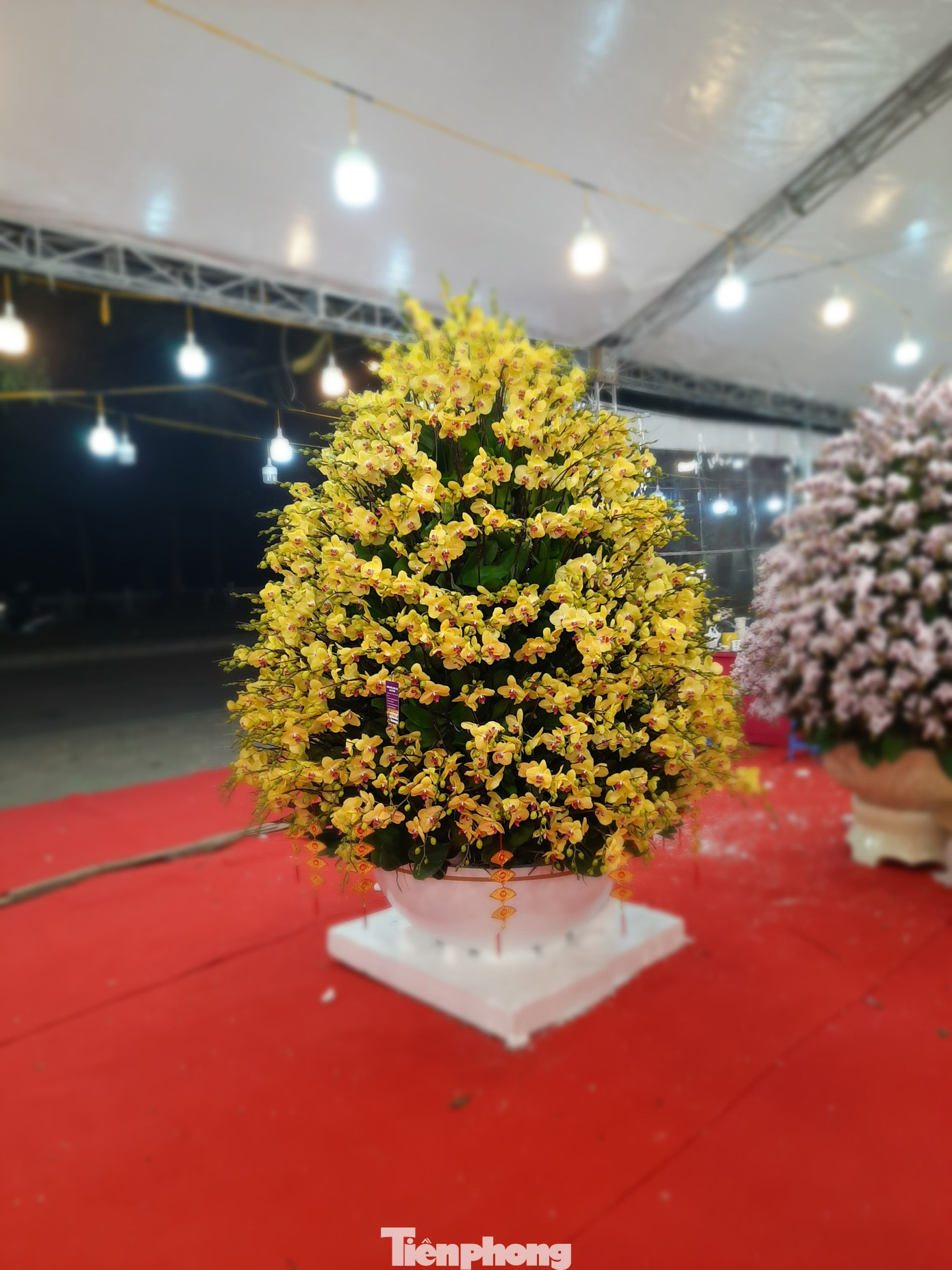 Chậu lan hồ điệp 'khủng' giá 165 triệu có gì đặc biệt? ảnh 4