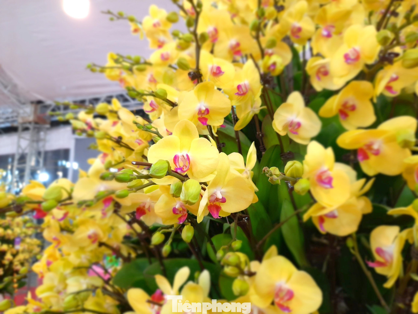 Chậu lan hồ điệp 'khủng' giá 165 triệu có gì đặc biệt? ảnh 5