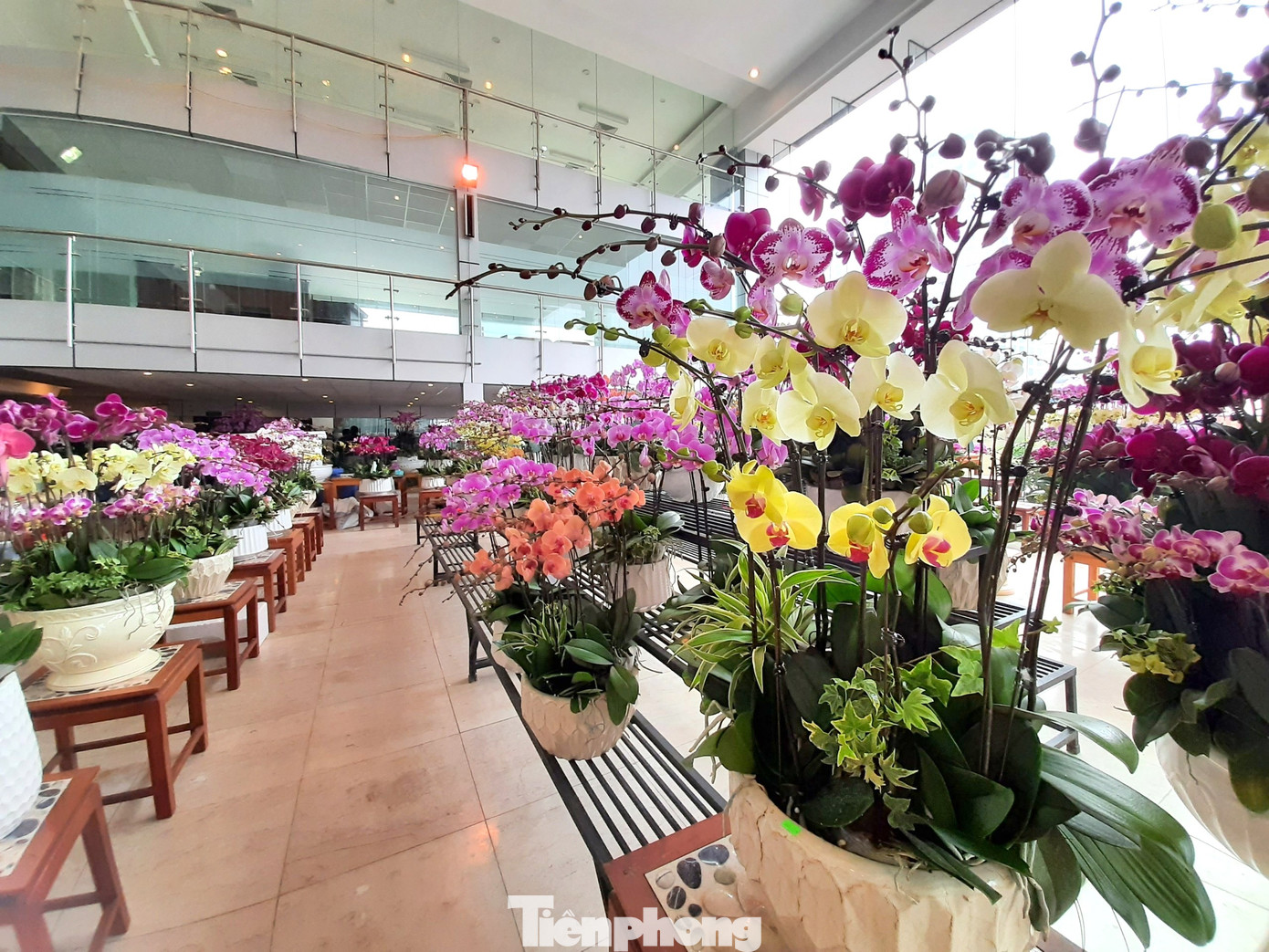 Chậu lan hồ điệp 'khủng' giá 165 triệu có gì đặc biệt? ảnh 8