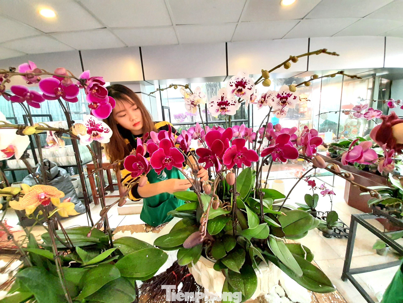 Chậu lan hồ điệp 'khủng' giá 165 triệu có gì đặc biệt? ảnh 10