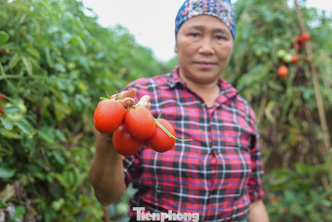 200 tấn rau củ quả 'ế', người dân Hà Nội đổ ngoài đồng ảnh 1