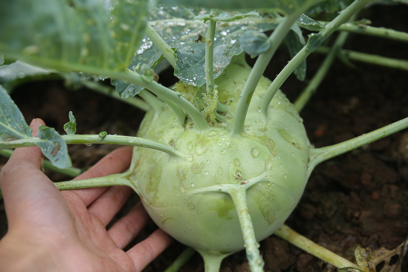 200 tấn rau củ quả 'ế', người dân Hà Nội đổ ngoài đồng ảnh 11