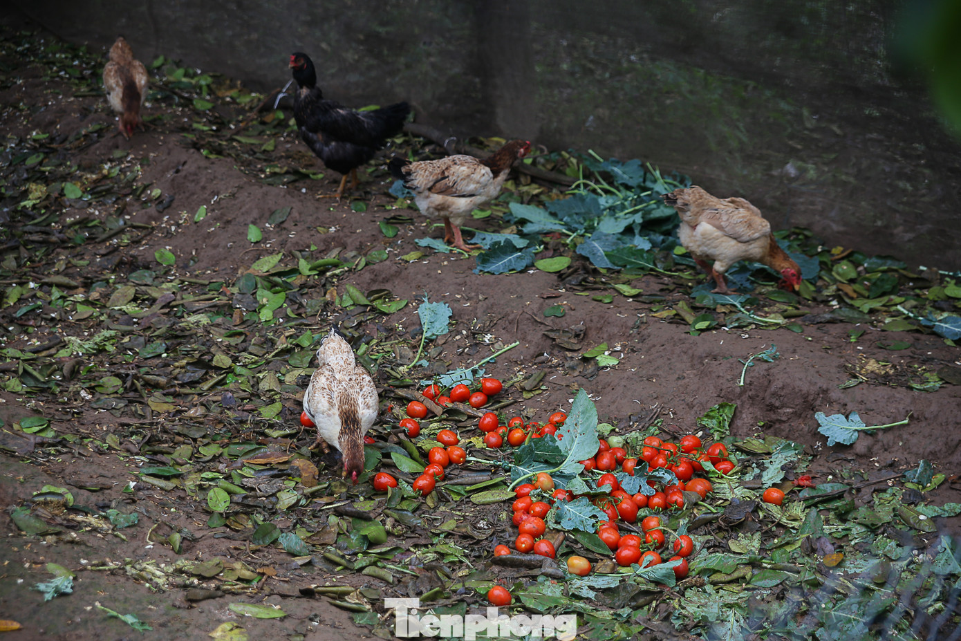 200 tấn rau củ quả 'ế', người dân Hà Nội đổ ngoài đồng ảnh 5