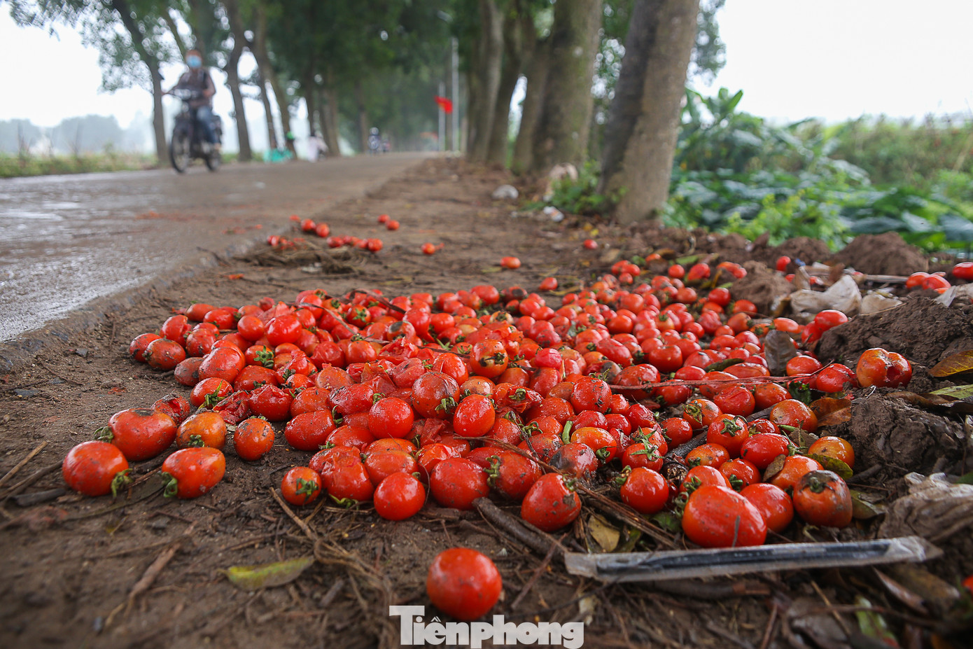 200 tấn rau củ quả 'ế', người dân Hà Nội đổ ngoài đồng ảnh 9