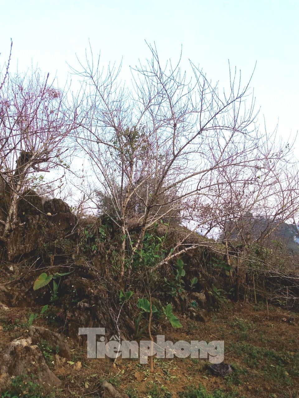 Sơn La nói gì về việc truy xuất nguồn gốc đào rừng khiến hoạt động buôn bán tê liệt? ảnh 2