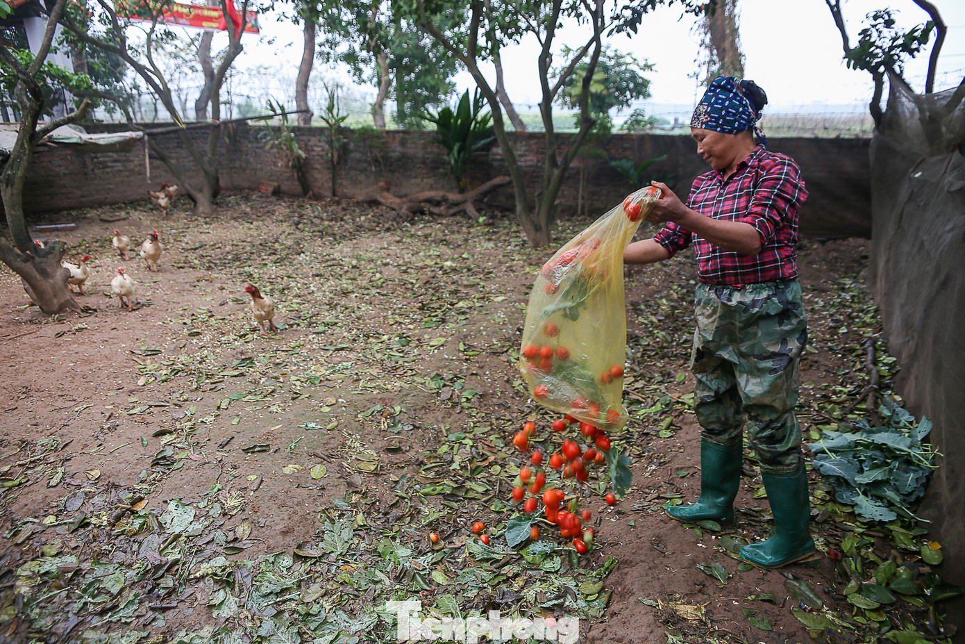 200 tấn rau củ quả 'ế', người dân Hà Nội đổ ngoài đồng ảnh 4