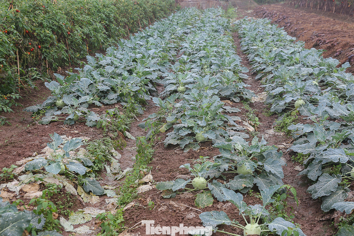 200 tấn rau củ quả 'ế', người dân Hà Nội đổ ngoài đồng ảnh 10