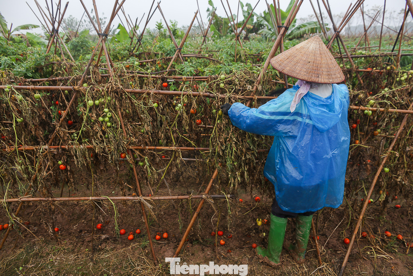 200 tấn rau củ quả 'ế', người dân Hà Nội đổ ngoài đồng ảnh 8