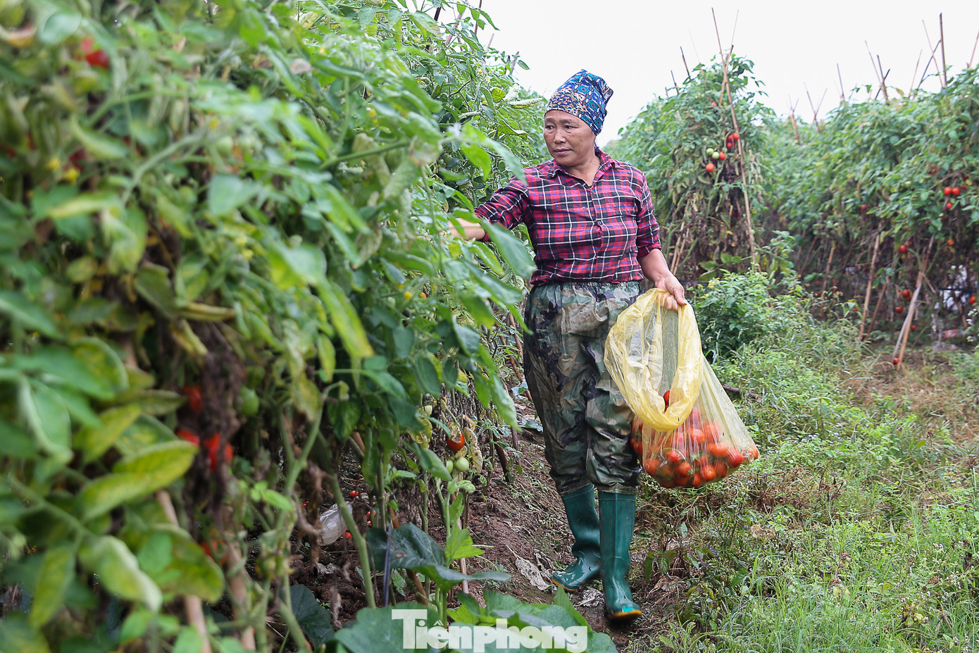 200 tấn rau củ quả 'ế', người dân Hà Nội đổ ngoài đồng ảnh 3