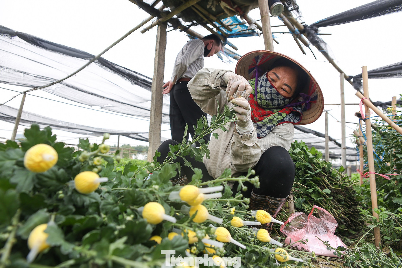 Rằm tháng Giêng, làng Tây Tựu lo 'sốt vó' vì hoa ế ẩm ảnh 6