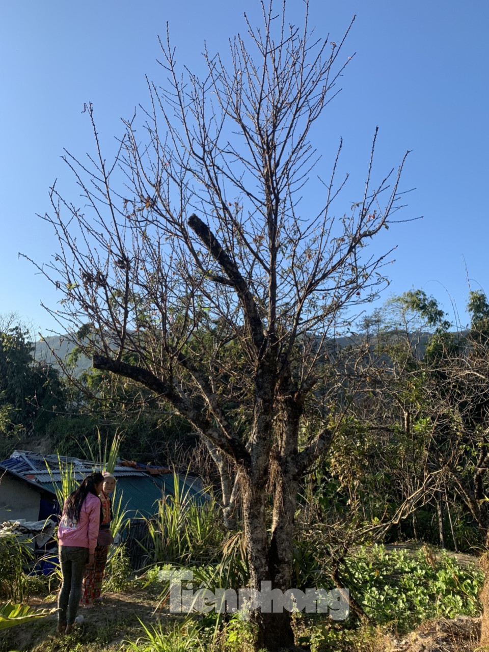 Sơn La nói gì về việc truy xuất nguồn gốc đào rừng khiến hoạt động buôn bán tê liệt? ảnh 1