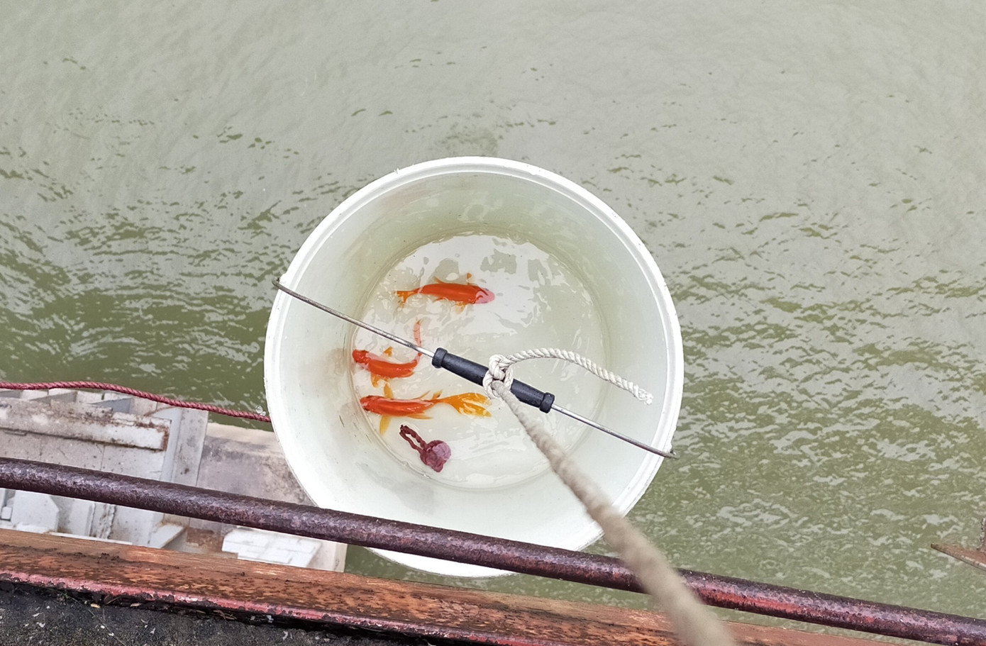 Bạn trẻ thiết kế 'thang máy' thả cá chép trong ngày ông Công ông Táo ảnh 4