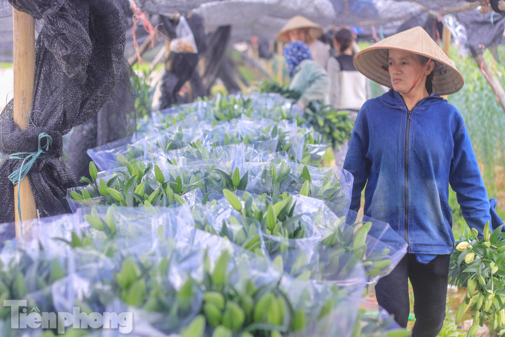 Làng hoa Tây Tựu tất bật chuẩn bị cho Tết ảnh 6