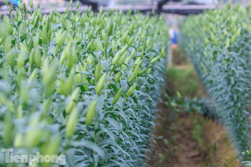 Làng hoa Tây Tựu tất bật chuẩn bị cho Tết ảnh 3