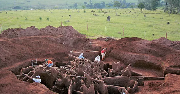 Kỳ lạ tổ kiến sau khi được đổ 10 tấn xi măng ảnh 1