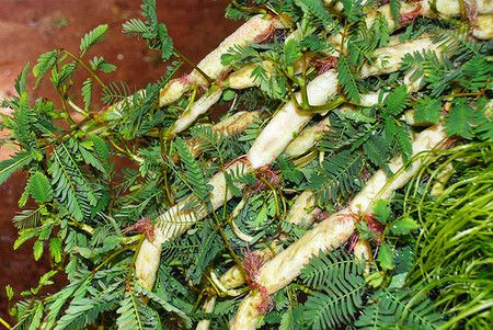 Rau rút: Tốt và độc, biết mà tránh kẻo mang họa vào thân ảnh 2