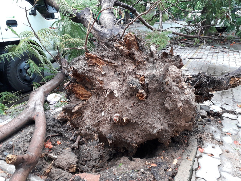 Lại đổ cây phượng vỹ cạnh Trường Đại học Văn hóa TPHCM ảnh 4