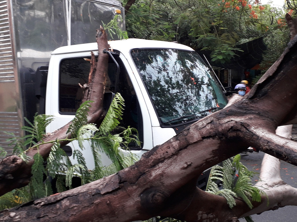 Lại đổ cây phượng vỹ cạnh Trường Đại học Văn hóa TPHCM ảnh 3