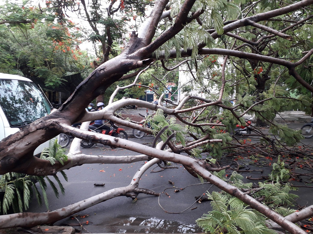 Lại đổ cây phượng vỹ cạnh Trường Đại học Văn hóa TPHCM ảnh 2