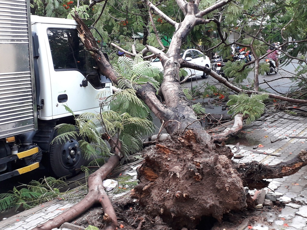 Lại đổ cây phượng vỹ cạnh Trường Đại học Văn hóa TPHCM ảnh 1