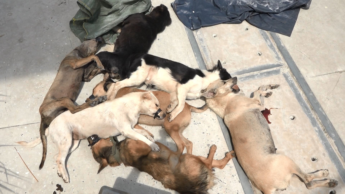 Người dân truy đuổi bắt giữ hai tên trộm ở ngoại thành Sài Gòn ảnh 1