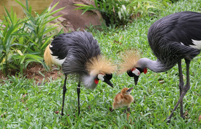 Những 'bảo mẫu' thầm lặng tại Vinpearl Safari ảnh 7