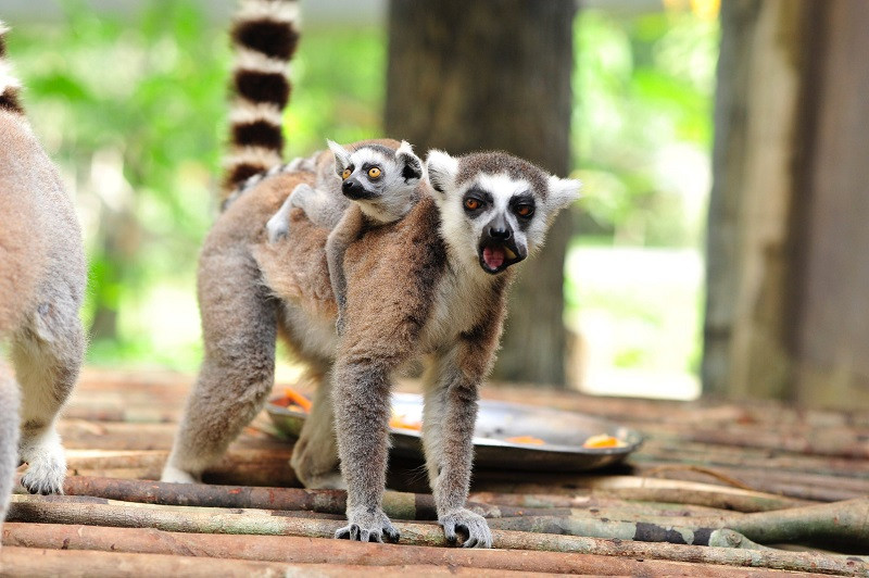 Những 'bảo mẫu' thầm lặng tại Vinpearl Safari ảnh 8