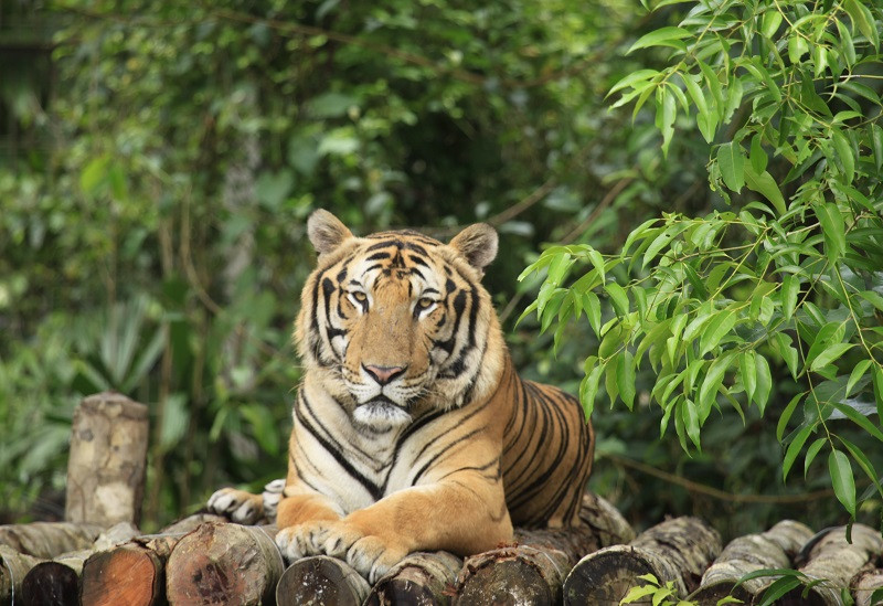 Những 'bảo mẫu' thầm lặng tại Vinpearl Safari ảnh 2