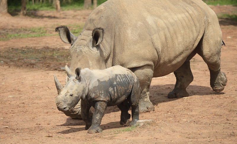 Những 'bảo mẫu' thầm lặng tại Vinpearl Safari ảnh 9