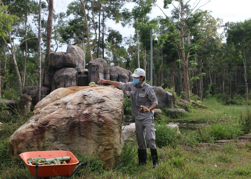Những 'bảo mẫu' thầm lặng tại Vinpearl Safari ảnh 6