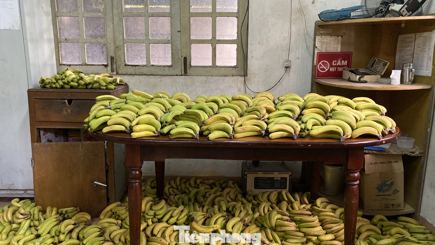 Người dân TPHCM góp hàng tấn rau củ quả 'cứu đói' bầy thú Thảo Cầm Viên mùa dịch COVID-19 ảnh 7