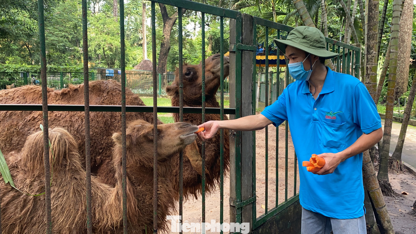 Người dân TPHCM góp hàng tấn rau củ quả 'cứu đói' bầy thú Thảo Cầm Viên mùa dịch COVID-19 ảnh 21