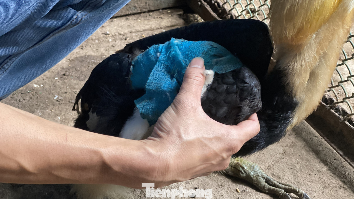 Người dân TPHCM góp hàng tấn rau củ quả 'cứu đói' bầy thú Thảo Cầm Viên mùa dịch COVID-19 ảnh 18