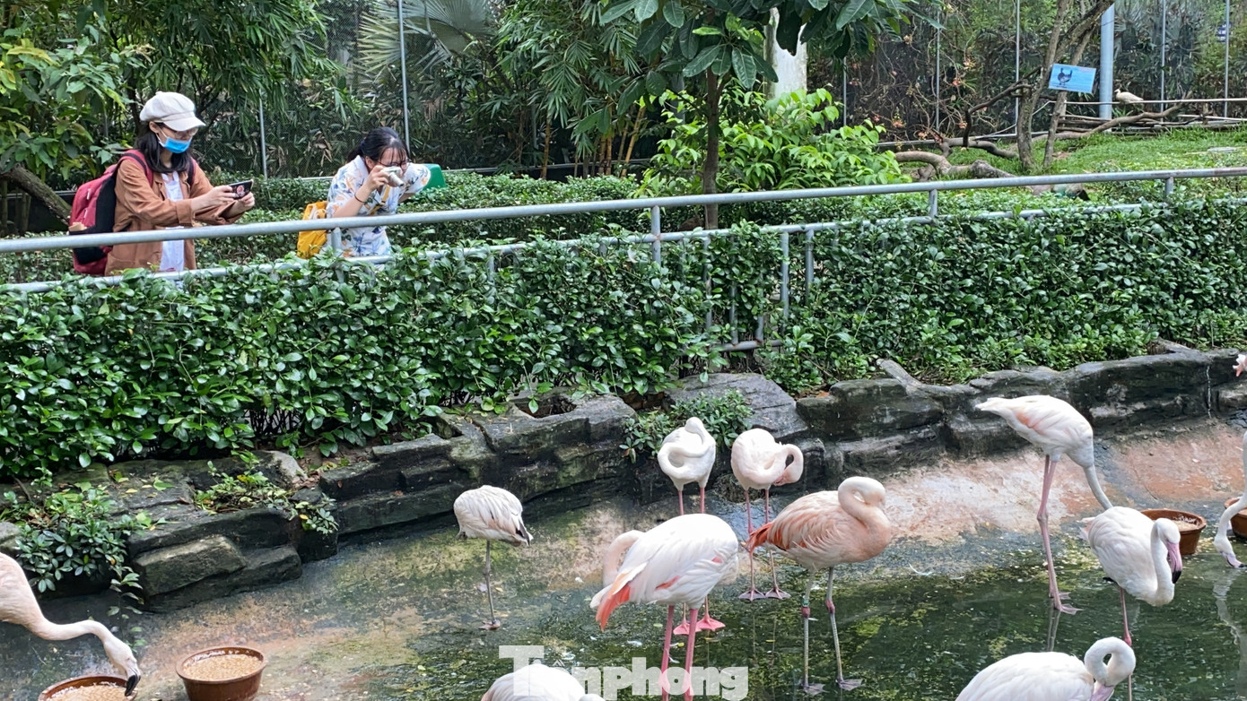 Người dân TPHCM góp hàng tấn rau củ quả 'cứu đói' bầy thú Thảo Cầm Viên mùa dịch COVID-19 ảnh 23
