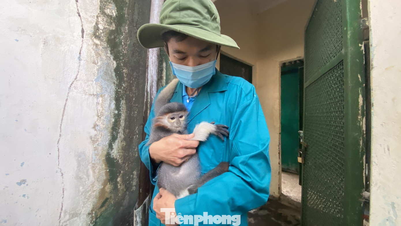 Người dân TPHCM góp hàng tấn rau củ quả 'cứu đói' bầy thú Thảo Cầm Viên mùa dịch COVID-19 ảnh 20