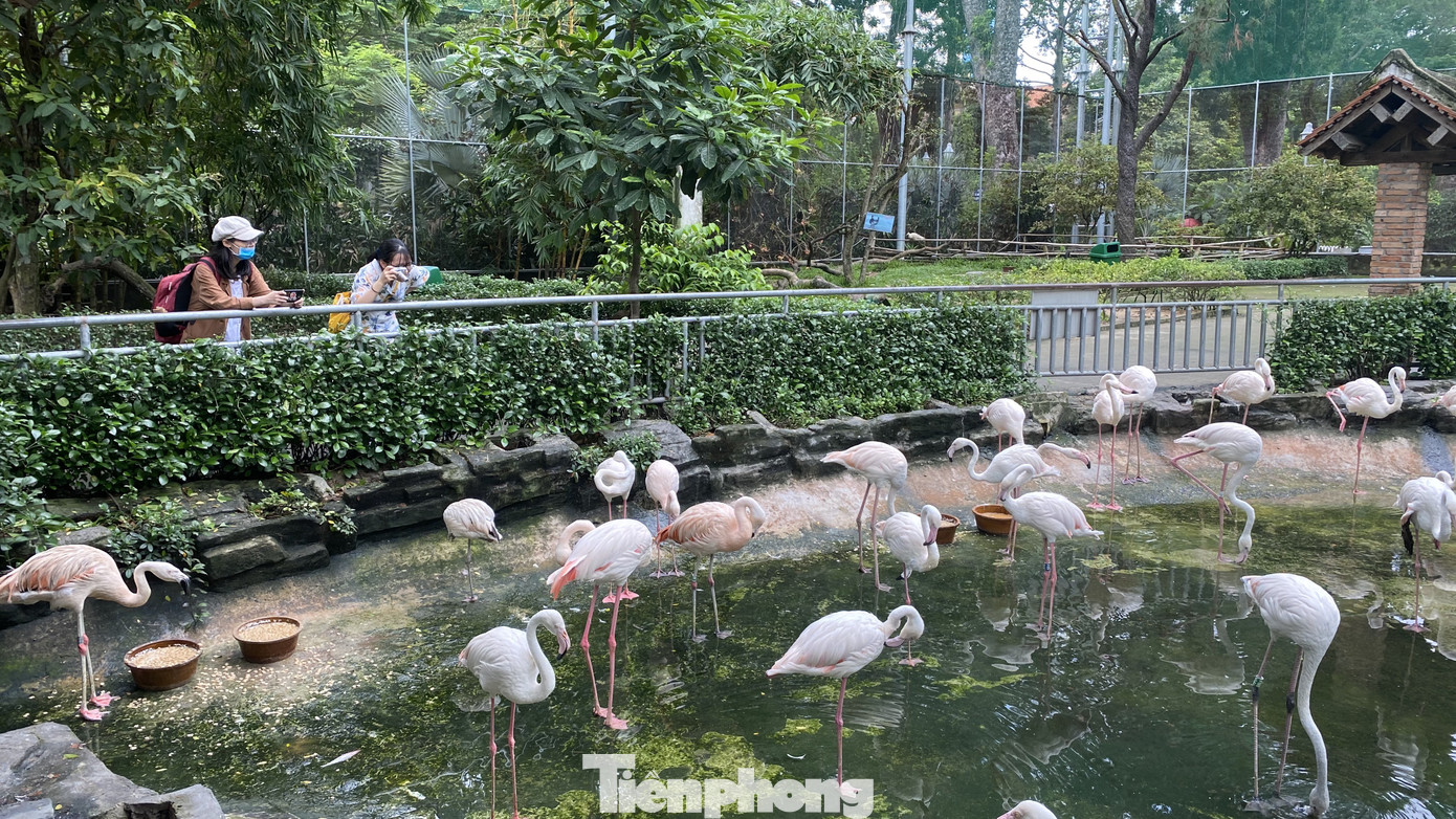 Người dân TPHCM góp hàng tấn rau củ quả 'cứu đói' bầy thú Thảo Cầm Viên mùa dịch COVID-19 ảnh 2