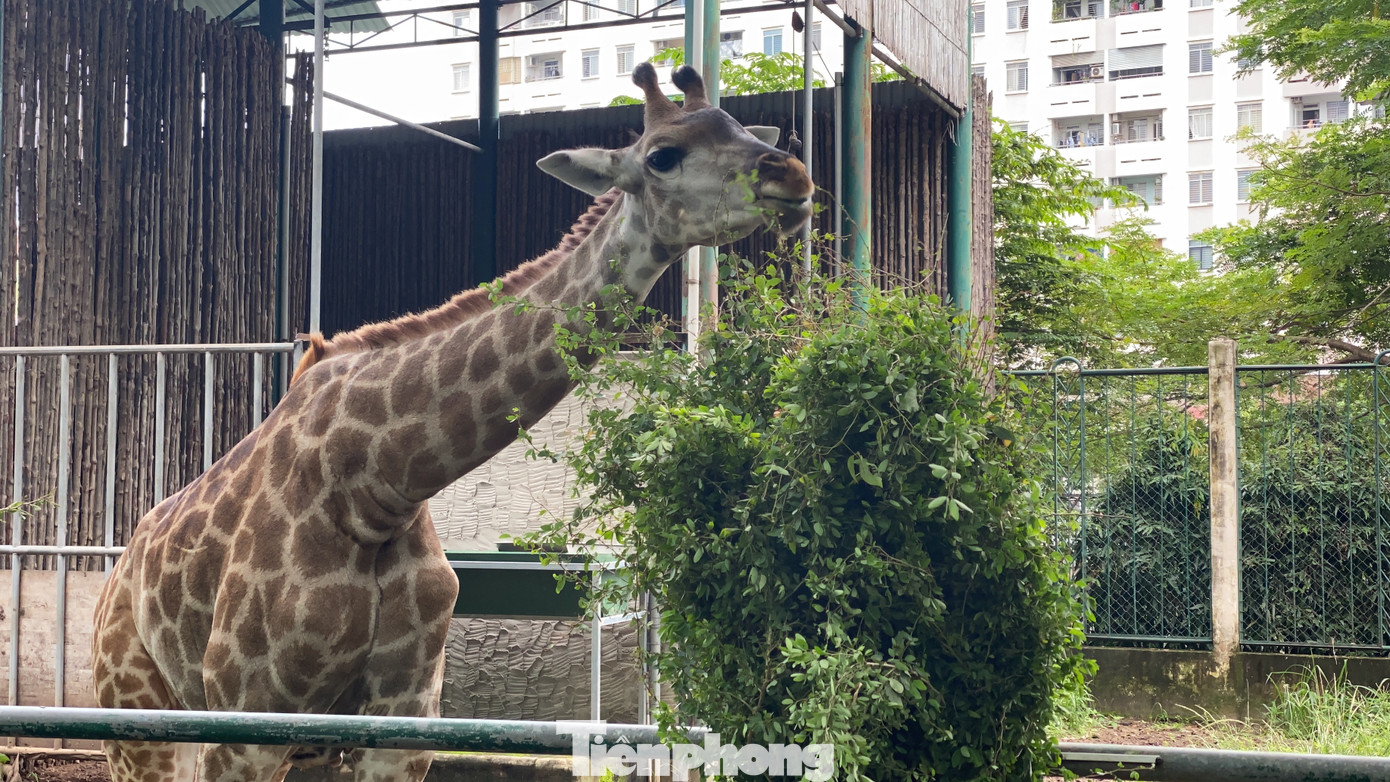 Người dân TPHCM góp hàng tấn rau củ quả 'cứu đói' bầy thú Thảo Cầm Viên mùa dịch COVID-19 ảnh 22