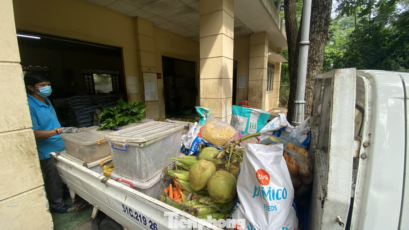 Người dân TPHCM góp hàng tấn rau củ quả 'cứu đói' bầy thú Thảo Cầm Viên mùa dịch COVID-19 ảnh 9