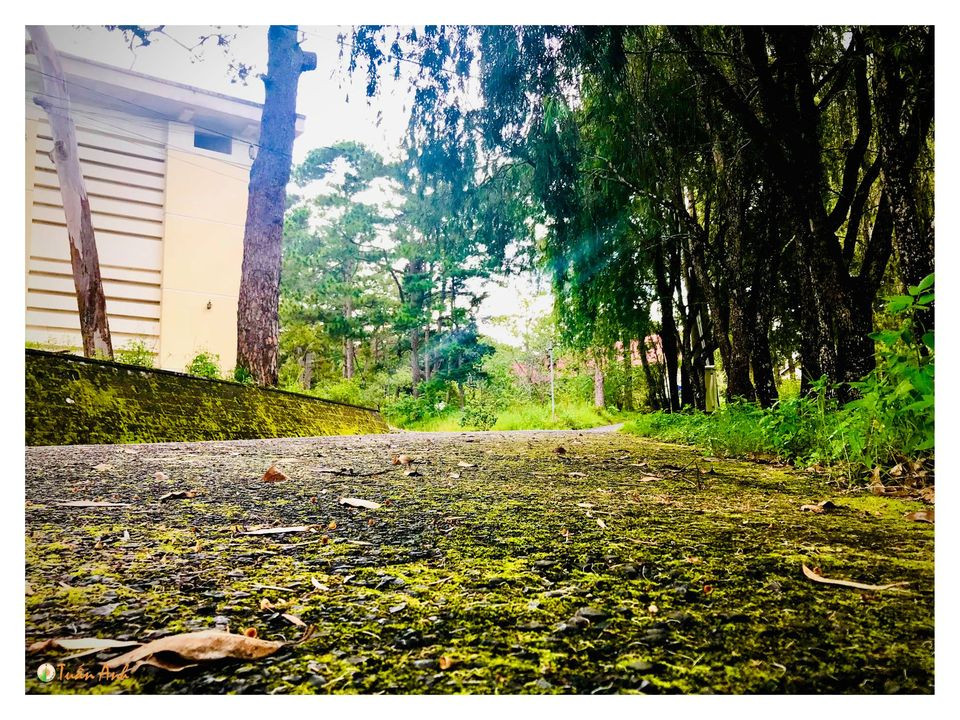 Đẹp mê hồn bộ ảnh về trường ĐH Đà Lạt của chàng Bí thư Đoàn trường ảnh 22