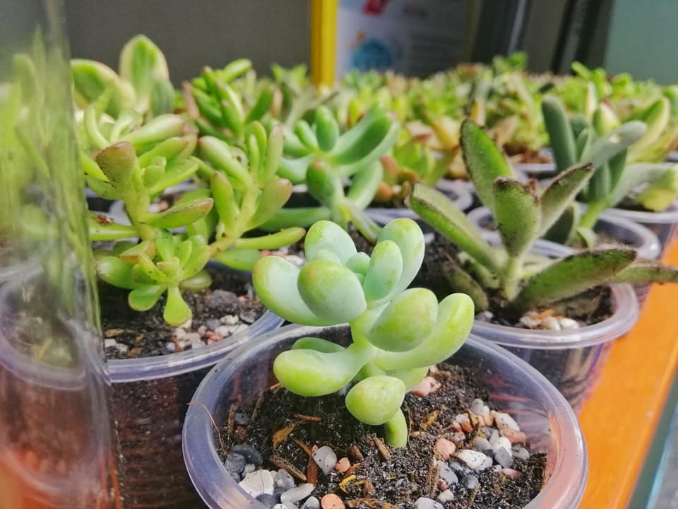 Hành trình "giải cứu" balô cũ ảnh 10