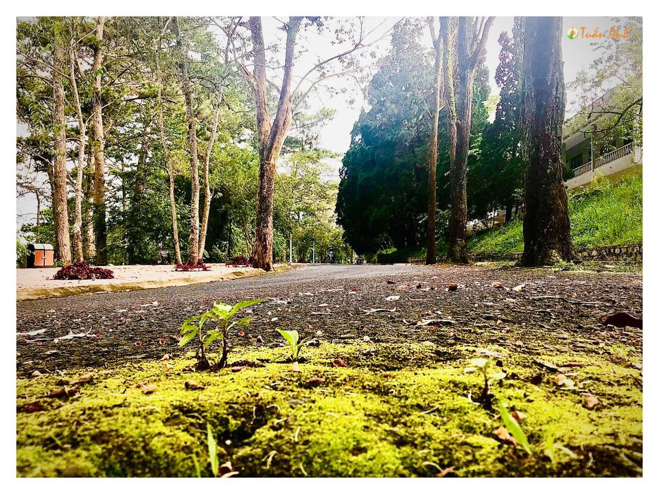 Đẹp mê hồn bộ ảnh về trường ĐH Đà Lạt của chàng Bí thư Đoàn trường ảnh 31