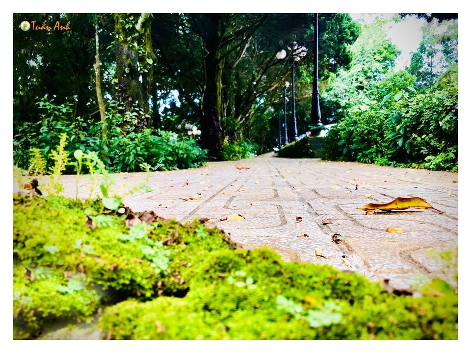 Đẹp mê hồn bộ ảnh về trường ĐH Đà Lạt của chàng Bí thư Đoàn trường ảnh 11