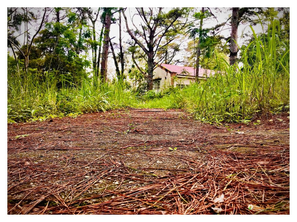 Đẹp mê hồn bộ ảnh về trường ĐH Đà Lạt của chàng Bí thư Đoàn trường ảnh 17