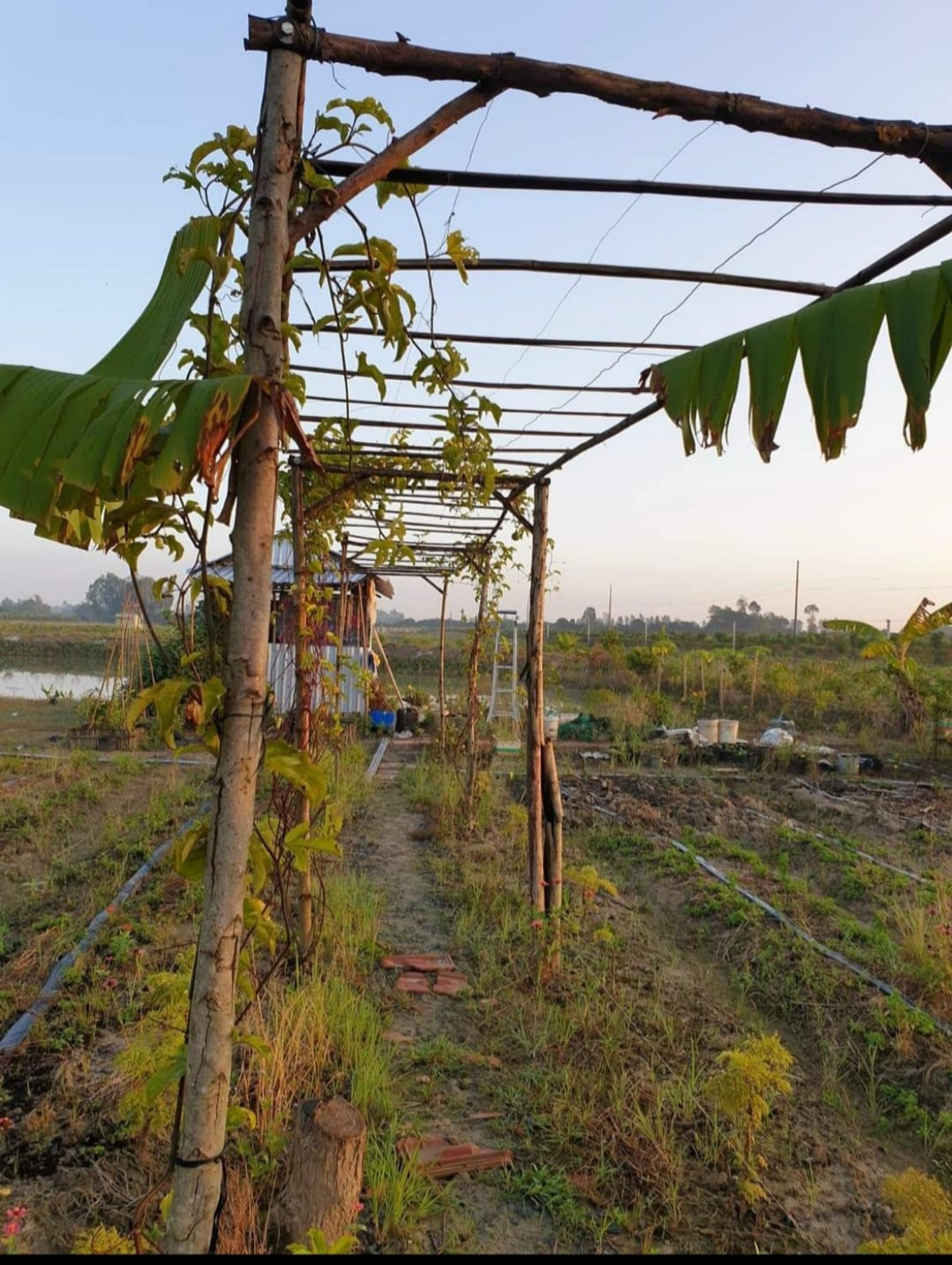 Nông trại dược liệu của Dư ảnh 4