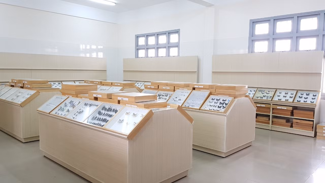 Gặp thầy giáo Hàn Quốc xây dựng bảo tàng Côn trùng tại Việt Nam ảnh 4