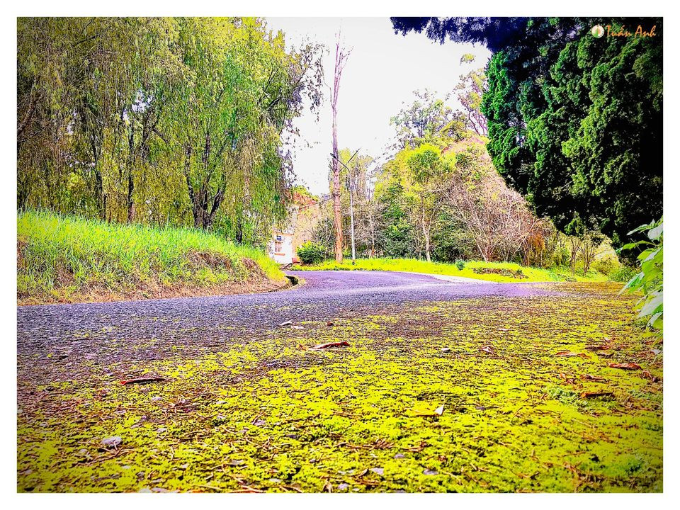 Đẹp mê hồn bộ ảnh về trường ĐH Đà Lạt của chàng Bí thư Đoàn trường ảnh 13