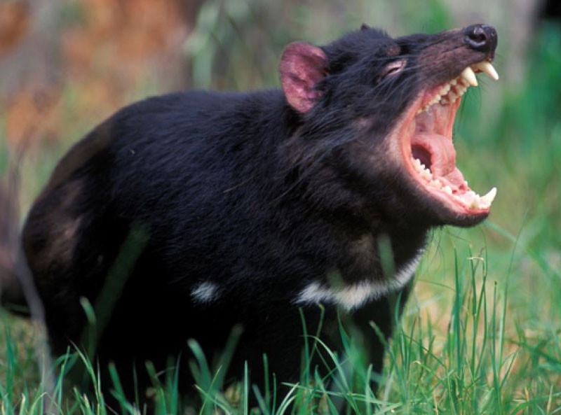 Những loài động vật nào có những khả năng đặc biệt khiến con người thèm muốn? ảnh 2