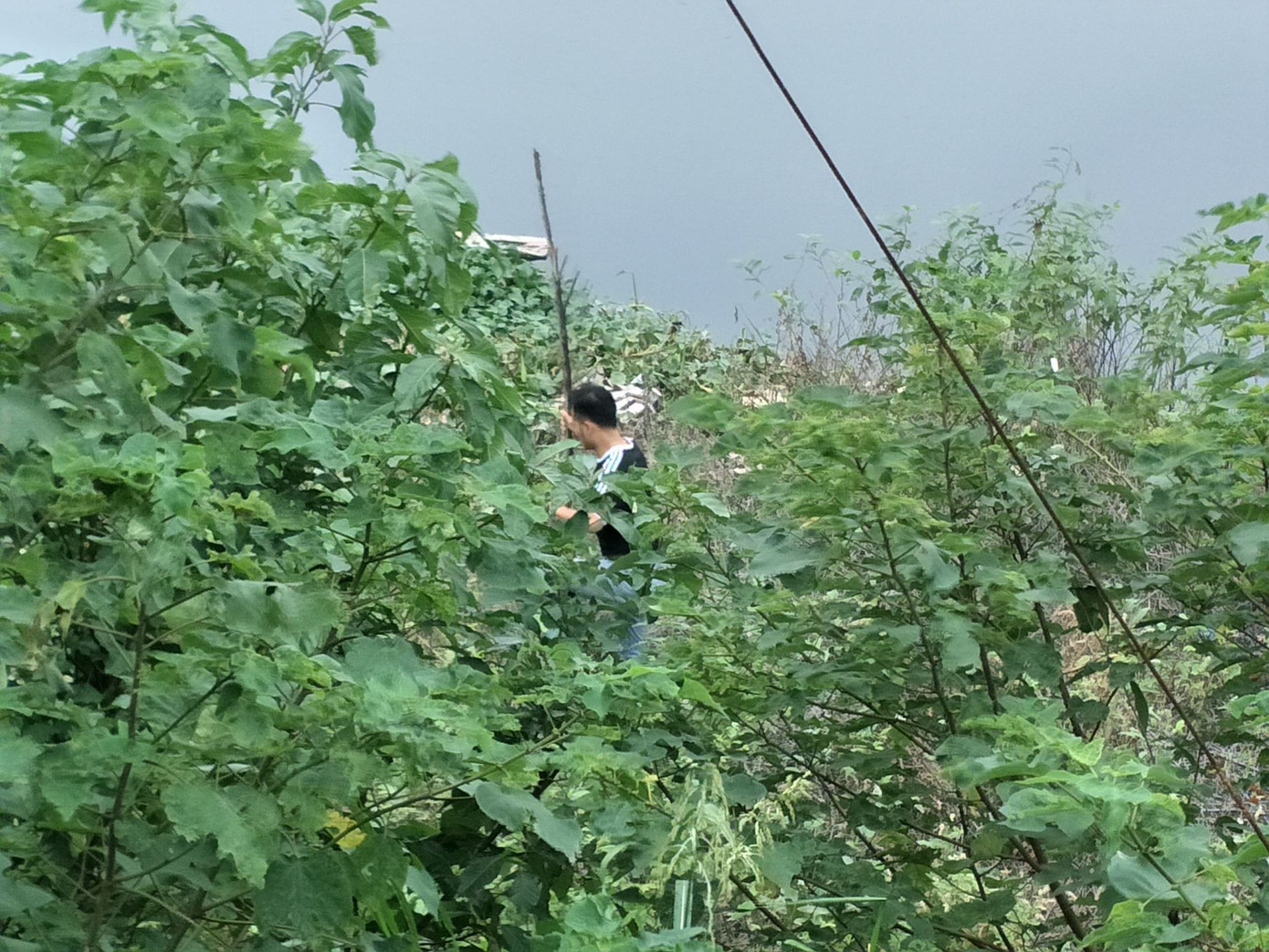 'Xới tung' ven sông Nhuệ tìm nữ sinh Học viện Ngân hàng mất tích ảnh 8