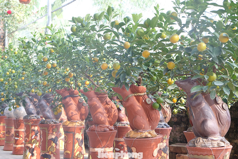 Cây cảnh dịp Tết: Chuột cõng quất lên ngôi ảnh 6