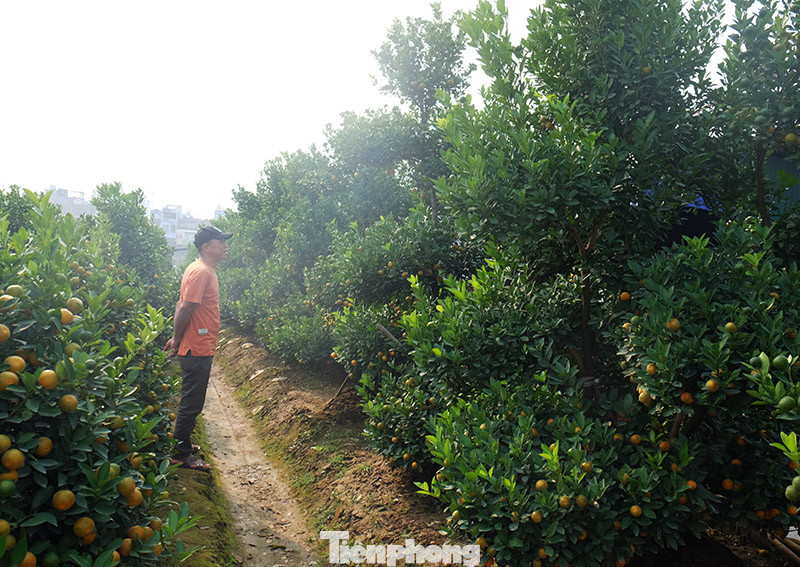 Cây cảnh dịp Tết: Chuột cõng quất lên ngôi ảnh 10